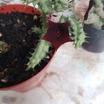 Huernia macrocarpa Žiedas