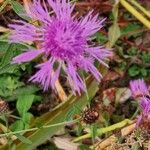 Centaurea nigrescens Λουλούδι