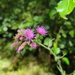 Cirsium palustre Flower