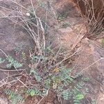 Coronilla viminalis Hoja