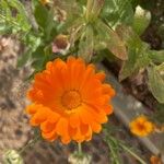 Calendula officinalisКвітка