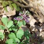 Corydalis solidaFlors