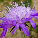 Knautia arvernensis Floare