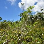 Tabernaemontana persicariifolia عادت