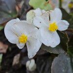 Begonia cucullata Blüte