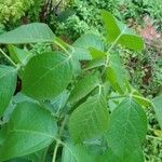 Tabebuia roseoalba Blatt