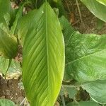 Spathiphyllum wallisii 葉