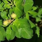 Euphorbia epithymoides Virág