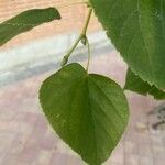 Tilia x europaea Blad