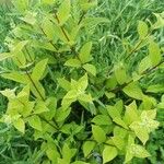 Hydrangea paniculata Leht