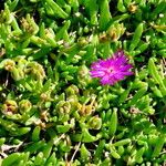 Delosperma lavisiae Кветка