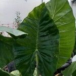 Alocasia macrorrhizos Leaf