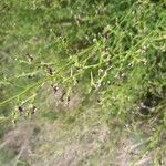 Scrophularia canina Flower