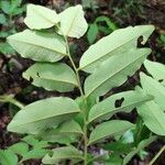 Dalbergia glomerata Leaf