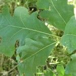 Quercus alba Liść