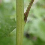 Alliaria petiolata Schors