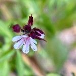 Gypsophila muralis 花