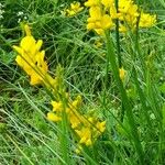 Genista sagittalis Hábito