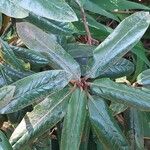 Rhododendron yakushimanum Leaf