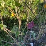 Solanum mammosum Pokrój