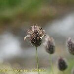 Alopecurus alpinus Квітка