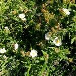 Cistus salviifoliusFlor