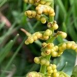 Botrychium lunaria Flower