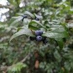 Vaccinium ovatum Fruit