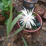 Epiphyllum hookeri Květ