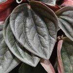 Peperomia caperata Blatt