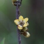 Diospyros mweroensis Flower