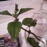 Lamium galeobdolon葉