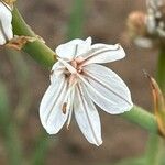 Asphodelus ramosus Flor