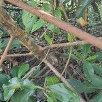Rhizophora racemosa Кора