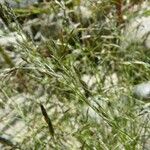 Eragrostis pectinacea 形態