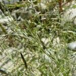 Eragrostis pectinacea Συνήθη χαρακτηριστικά