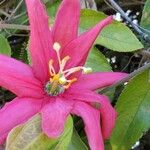 Passiflora manicata Květ