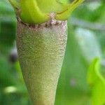 Rhizophora mangle Frucht