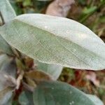 Cerradicola grewiifolia Leaf