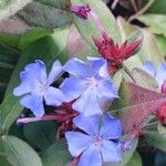 Ceratostigma plumbaginoidesBlüte