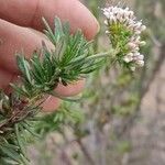 Eriogonum fasciculatum Ліст