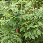Pericopsis elata Habitat