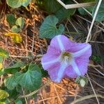 Calystegia soldanella Floare