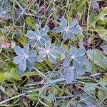 Lupinus albus Hoja