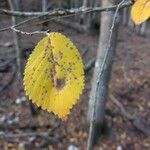 Ulmus carpinifolia Feuille