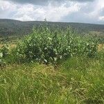 Abutilon pannosum موطن