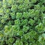 Sedum spuriumЦвят