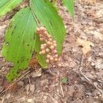 Maianthemum racemosum Frucht