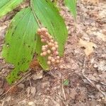 Maianthemum racemosum Фрукт