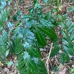 Zanthoxylum caribaeum Leaf